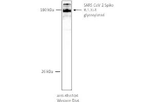 SARS-CoV-2 Spike Protein (B.1.351 - beta) (rho-1D4 tag)