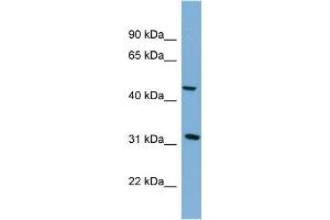 Image no. 1 for anti-serpin Peptidase Inhibitor, Clade I (Pancpin), Member 2 (SERPINI2) (Middle Region) antibody (ABIN2786839)
