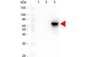 Image no. 1 for anti-V-Akt Murine Thymoma Viral Oncogene Homolog 3 (Protein Kinase B, Gamma) (AKT3) (Internal Region) antibody (FITC) (ABIN5596898)