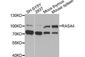 anti-RAS P21 Protein Activator 4 (RASA4) antibody