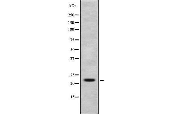 anti-H1 Histone Family, Member X (H1FX) (N-Term) antibody