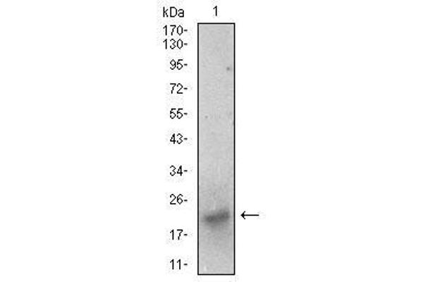 BDNF antibody  (AA 19-248)