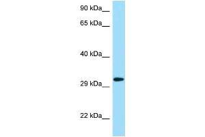 Image no. 1 for anti-Killer Cell Lectin-Like Receptor Subfamily C, Member 1 (KLRC1) (N-Term) antibody (ABIN2788755)