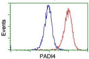 Image no. 8 for anti-Peptidyl Arginine Deiminase, Type IV (PADI4) antibody (ABIN1500017)