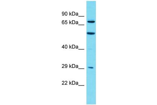 anti-Myotubularin Related Protein 7 (MTMR7) (C-Term) antibody