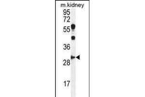 CCNG1 Antibody (C-term) (ABIN655159 and ABIN2844777) western blot analysis in mouse kidney tissue lysates (35 μg/lane).