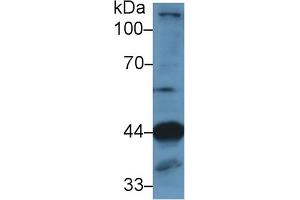 Image no. 2 for anti-Lysosomal-Associated Membrane Protein 2 (LAMP2) (AA 29-192) antibody (ABIN1111119)