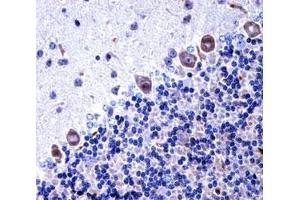 Image no. 4 for anti-Colony Stimulating Factor 1 Receptor (CSF1R) (AA 895-923) antibody (ABIN3028575)