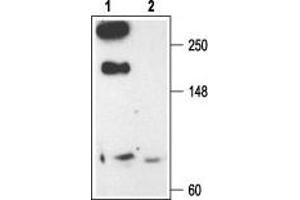 anti-Calcium Channel, Voltage-Dependent, R Type, alpha 1E Subunit (CACNA1E) (AA 892-907), (Intracellular) antibody