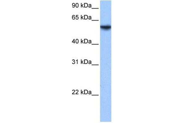 anti-Inositol-3-Phosphate Synthase 1 (ISYNA1) (N-Term) antibody