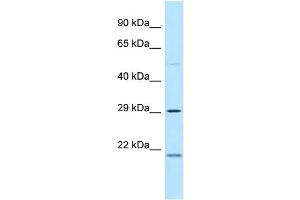 Image no. 1 for anti-Myelin Protein Zero-Like 3 (MPZL3) (C-Term) antibody (ABIN2789210)
