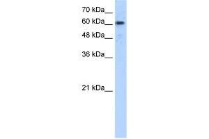 Image no. 1 for anti-ADAM Metallopeptidase Domain 30 (ADAM30) (N-Term) antibody (ABIN2783839)