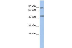 Image no. 1 for anti-Retinoic Acid Receptor, gamma (RARG) (Middle Region) antibody (ABIN2775749)