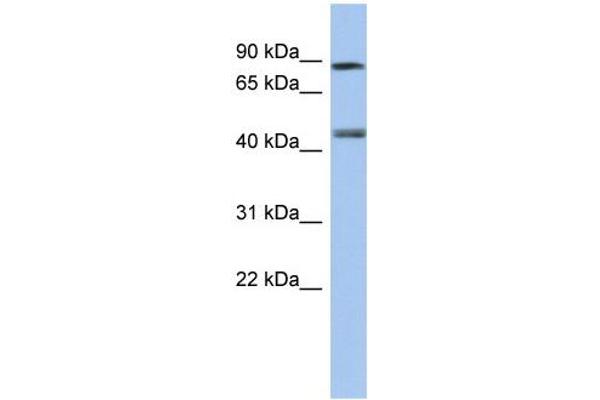Retinoic Acid Receptor gamma anticorps  (Middle Region)