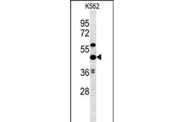UBAC1 antibody  (C-Term)