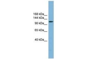 DNAAF2 anticorps  (AA 35-84)