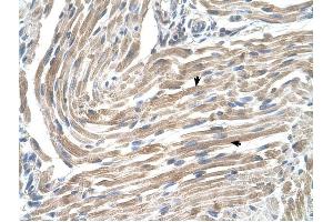 Image no. 3 for anti-Microsomal Glutathione S-Transferase 2 (MGST2) (N-Term) antibody (ABIN630237)