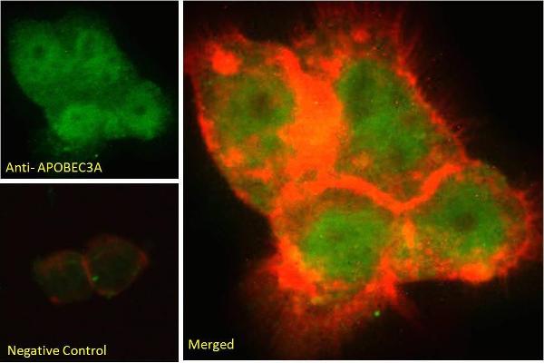 APOBEC3A antibody  (Internal Region)