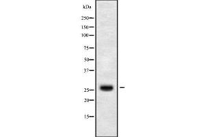 anti-Claudin 14 (CLDN14) (C-Term) antibody