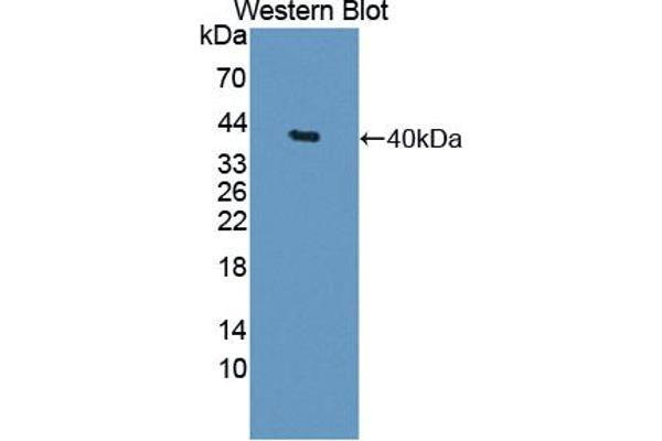 BIRC6 anticorps  (AA 4576-4857)