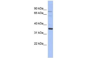 Image no. 1 for anti-NRBP2 (NRBP2) (Middle Region) antibody (ABIN2787844)