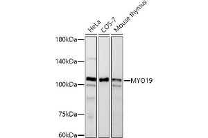 Myosin XIX 抗体