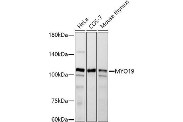 Myosin XIX 抗体