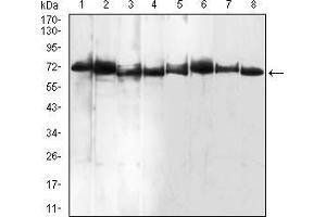 Image no. 6 for anti-Bone Morphogenetic Protein 7 (BMP7) (AA 239-431) antibody (ABIN5542287)