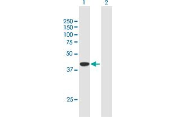 DPF2 antibody  (AA 1-391)