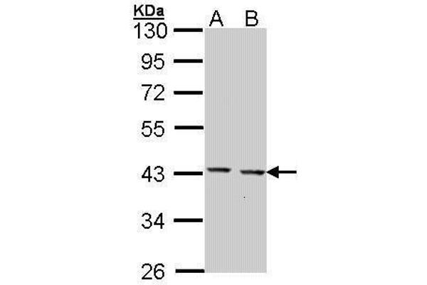 anti-GULP, Engulfment Adaptor PTB Domain Containing 1 (GULP1) (C-Term) antibody