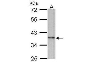 WB Image Sample (30 ug of whole cell lysate) A: 293T 10% SDS PAGE antibody diluted at 1:1000