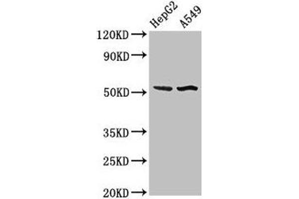 SPRED1 Antikörper  (AA 123-311)