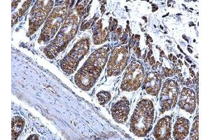 IHC-P Image ALDH2 antibody detects ALDH2 protein at mitochondria on mouse colon by immunohistochemical analysis.