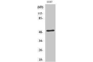 Image no. 1 for anti-Endothelin Receptor Type A (EDNRA) (C-Term) antibody (ABIN3184559)