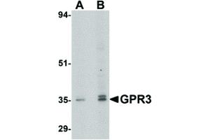 Image no. 1 for anti-G Protein-Coupled Receptor 3 (GPR3) (C-Term) antibody (ABIN6656714)