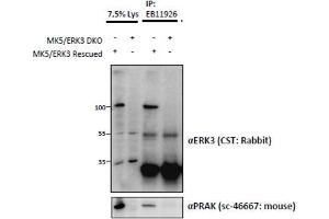 Image no. 2 for anti-Mitogen-Activated Protein Kinase 6 (MAPK6) (Internal Region) antibody (ABIN1590009)