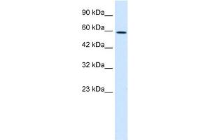 anti-T-Box 4 (TBX4) (Middle Region) antibody