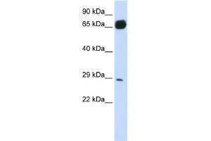 Image no. 1 for anti-phosphoribosyl Transferase Domain Containing 1 (PRTFDC1) (N-Term) antibody (ABIN2783533)