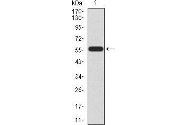 HOXA9 Antikörper  (AA 1-272)