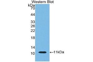 Western Blotting (WB) image for anti-Indoleamine 2,3-Dioxygenase (IDO) (AA 276-360) antibody (ABIN1174762)