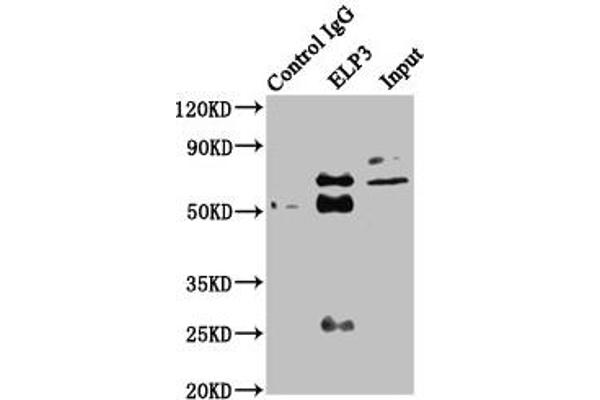 ELP3/KAT9 antibody  (AA 1-85)
