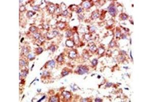 Image no. 2 for anti-Neural Precursor Cell Expressed, Developmentally Down-Regulated 8 (NEDD8) (AA 1-32) antibody (ABIN3031967)