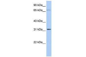 Image no. 1 for anti-Isopentenyl-Diphosphate delta Isomerase 1 (IDI1) (Middle Region) antibody (ABIN632278)