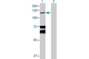 Western Blot analysis of WWP1 expression in transfected 293T cell line by WWP1 MaxPab polyclonal antibody.