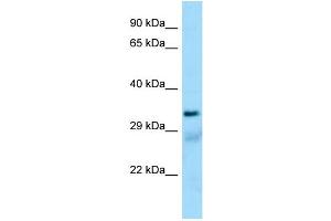 Image no. 1 for anti-Succinate-CoA Ligase, alpha Subunit (SUCLG1) (N-Term) antibody (ABIN2790137)