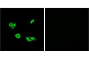 Image no. 2 for anti-Disabled Homolog 1 (Drosophila) (DAB1) (AA 187-236) antibody (ABIN1532843)