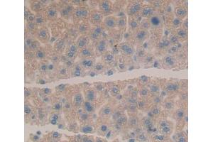 Image no. 3 for anti-Helicase-Like Transcription Factor (HLTF) (AA 831-990) antibody (ABIN5013679)