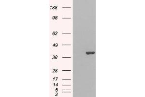 Image no. 1 for anti-GRB2-Related Adaptor Protein 2 (GRAP2) (C-Term) antibody (ABIN184603)