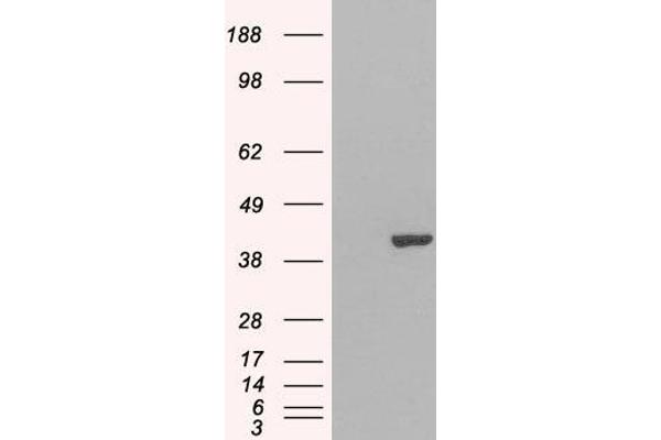 GRAP2 anticorps  (C-Term)