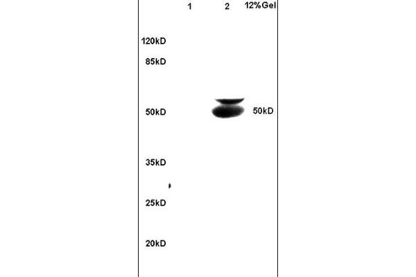 anti-Beclin 1, Autophagy Related (BECN1) (AA 201-330) antibody